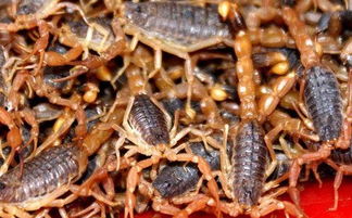 探索蝎子养殖，财富的毒刺还是蛰伏的机遇？