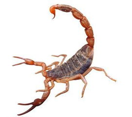 探索蝎子养殖，财富的毒刺还是蛰伏的机遇？