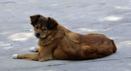 流浪狗之家，为无家可归的毛孩子打造温馨的避风港