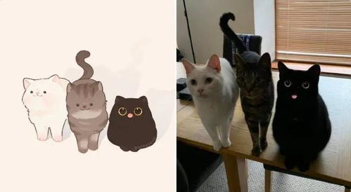 萌化人心，探索可爱小猫咪的世界