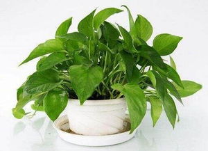 绿萝，室内绿色伙伴还是潜在的威胁？