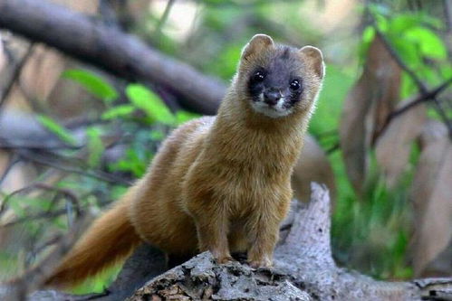 黄鼠狼，自然界中的神秘小精灵