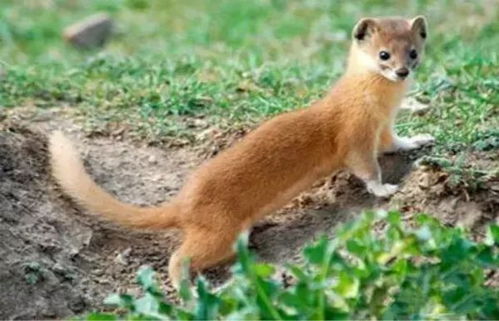 黄鼠狼，自然界中的神秘小精灵