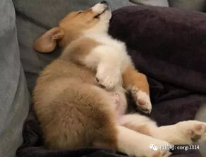 贪睡母女猫，揭秘猫咪的睡眠习惯及其对人类生活的启示