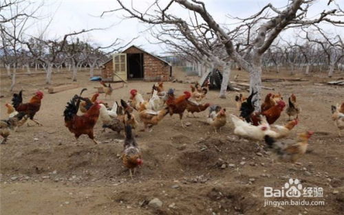火鸡养殖成本，从农场到餐桌的经济之旅