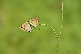 翠蓝眼蛱蝶，自然界中的璀璨宝石