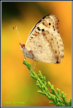 翠蓝眼蛱蝶，自然界中的璀璨宝石