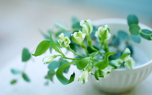 种子的奇妙旅行，植物如何巧妙传播后代