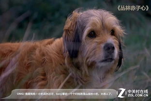 狗狗电影下载，宠物爱好者的视听盛宴