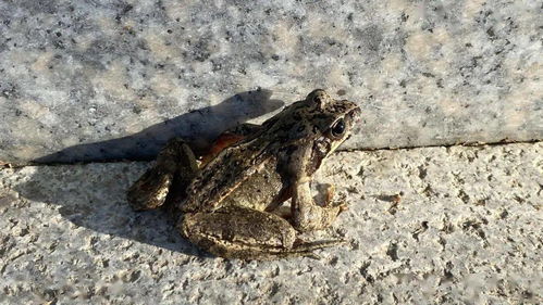 探索七鳃鳗的神秘嘴巴，自然界的奇异构造