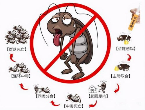 家庭小蟑螂入侵，有效消灭与预防策略