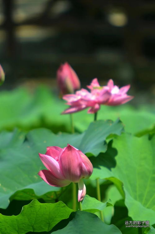 荷花之美，纯洁与和谐的象征