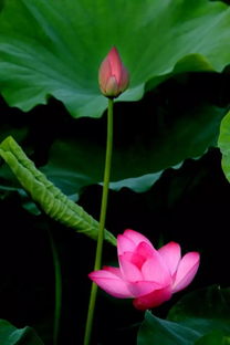 荷花之美，纯洁与和谐的象征