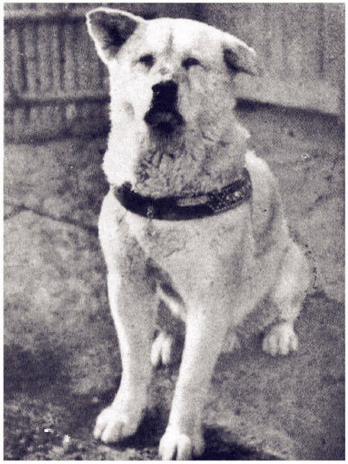 忠犬八公国语版，跨越语言的感动，忠诚与爱的力量