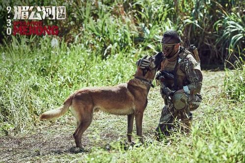 忠犬八公国语版，跨越语言的感动，忠诚与爱的力量