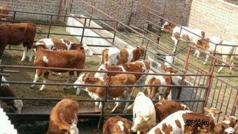 家庭养殖业，小规模养殖的智慧与实践