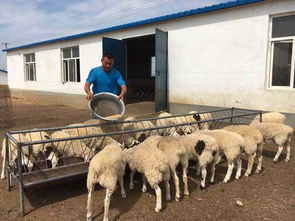 家庭养殖业，小规模养殖的智慧与实践