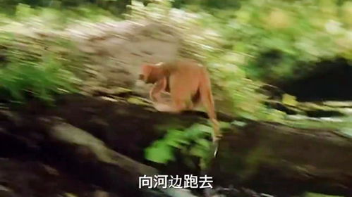 猫用尾巴钓鱼，探索动物行为的奥秘