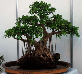 榕树的养殖方法，打造你的绿色绿洲