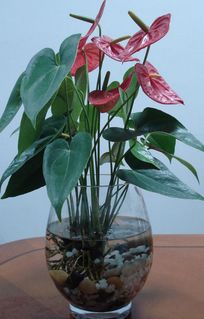 红掌的养殖方法和注意事项，打造家中的绿色瑰宝