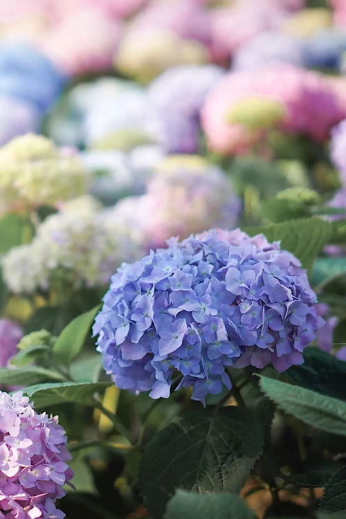 绣球花的花语，多彩的花语，传递爱的讯息