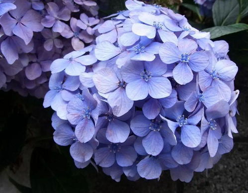 绣球花的花语，多彩的花语，传递爱的讯息