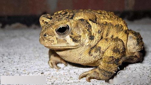 蟾蜍，自然界的神秘生物，它们真的有毒吗？