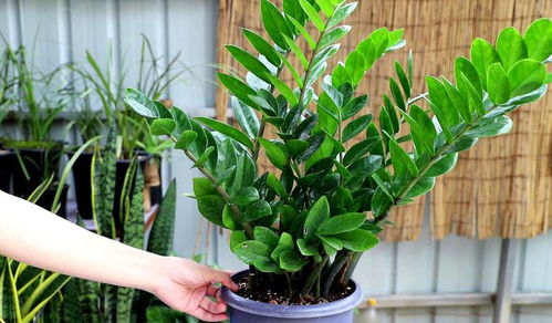 金钱树叶子发黄，揭秘绿色财富的危机信号