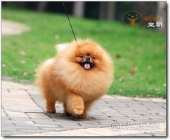 南京皇朝博美犬舍，探索博美犬的优雅世界