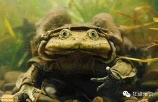 喀麦隆巨蛙，自然界的巨人与生存挑战