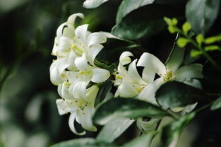 九里香的养殖方法，打造芳香四溢的绿色空间