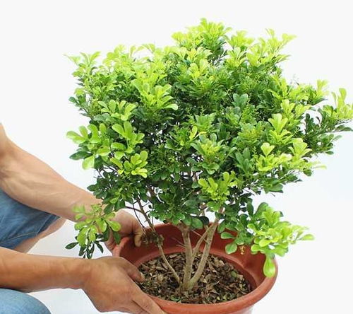 九里香的养殖方法，打造芳香四溢的绿色空间