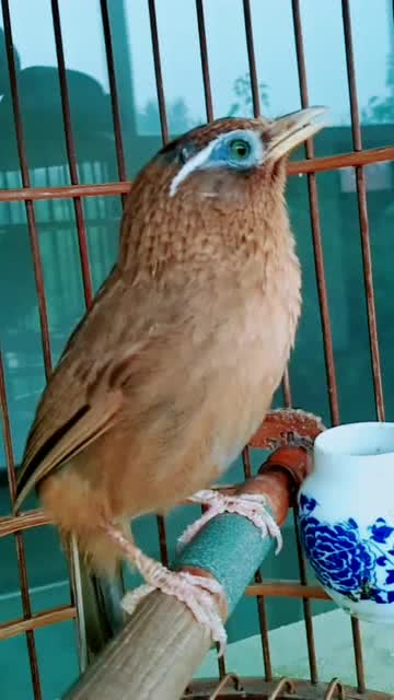 探索极品画眉鸟叫声的魅力，如何辨别与欣赏