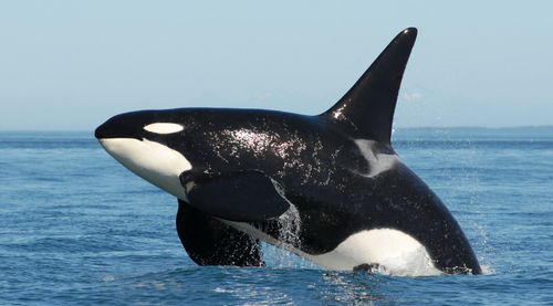 海洋中的霸主，虎鲸的神秘世界