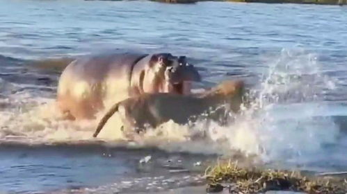 狮子的水上冒险，揭秘丛林之王的游泳能力