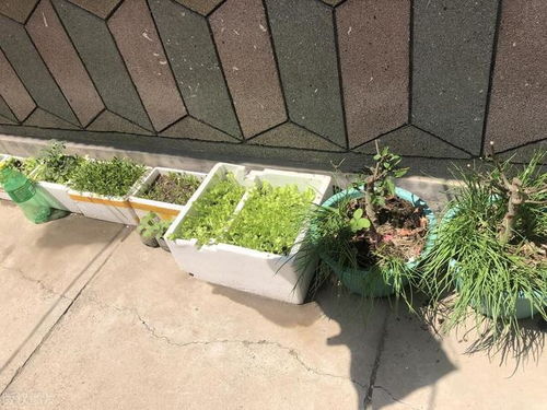 泡沫箱种菜，安全还是风险？深入探讨泡沫箱种植的真相