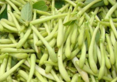 山银花与金银花，自然中的双胞胎，药用价值大不同