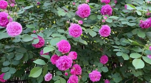 蔷薇花的绽放时刻，掌握最佳观赏期