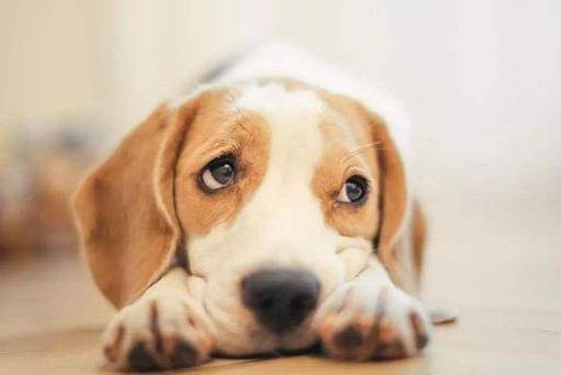 狗狗行为解读，为什么摸狗狗时突然停止？