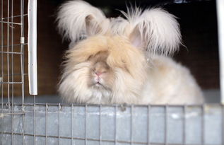 长毛兔的奥秘，从兔毛的科学到时尚的演变