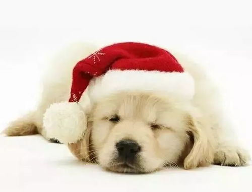 探索狗狗资源搜索，如何高效找到你需要的宠物信息