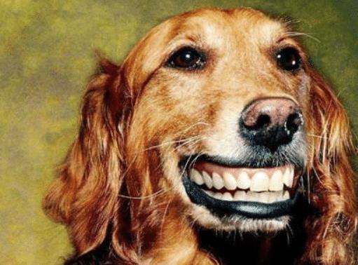 微笑狗事件，网络恐怖的阴影与我们如何面对