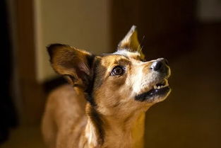 微笑狗事件，网络恐怖的阴影与我们如何面对