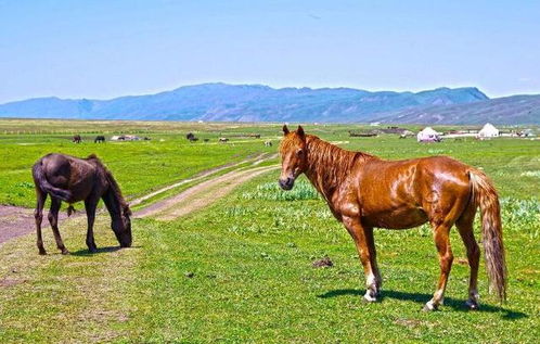 阿哈尔捷金马，优雅与速度的传奇