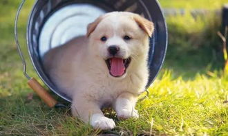 探索狗狗的可爱瞬间，日狗狗图片大全