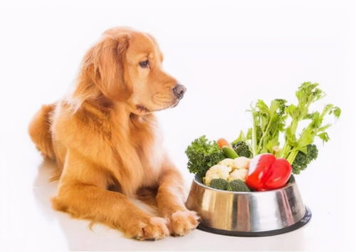 让爱宠成为你桌面的焦点，可爱狗狗壁纸的魅力与选择指南