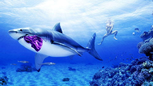 深海的宝藏，金枪鱼产地的奥秘与魅力