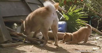柴犬奇迹物语，一部触动人心的国语电影