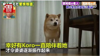 柴犬奇迹物语，一部触动人心的国语电影