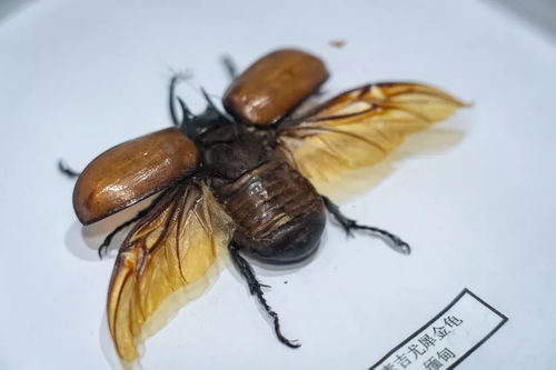 探索海南金钱龟，了解其独特魅力与保护价值